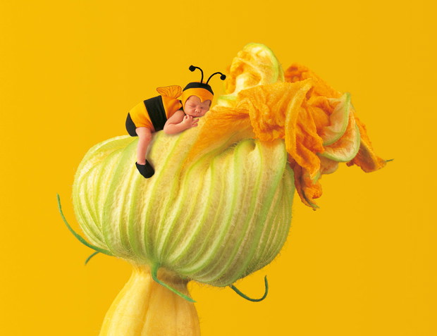 BABY BUMBLE BEE ON PUMPKIN FLOWER
VERSION#1