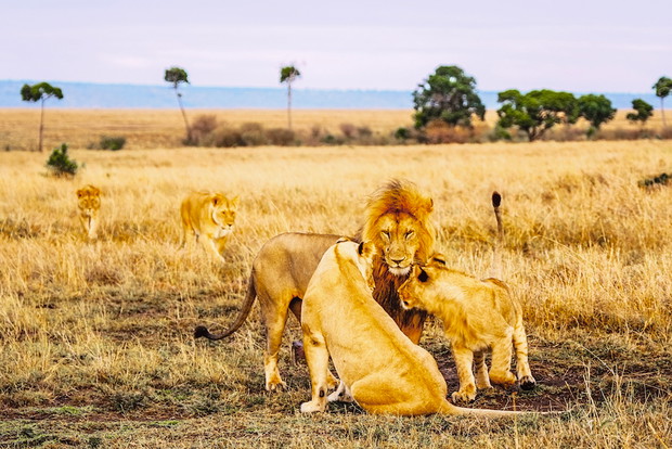 Members of the Cheli Peacock pride in the Masai Mara, Kenya, Nov