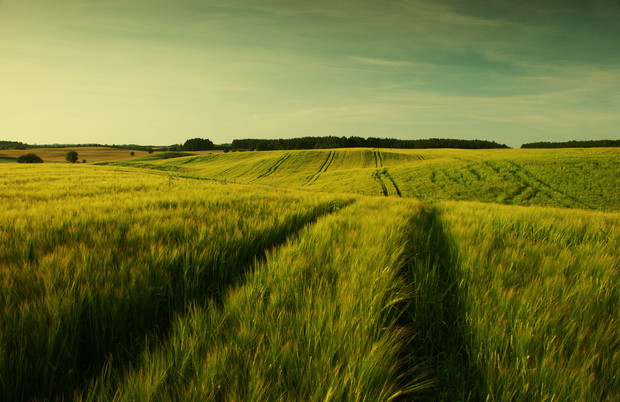 Beautiful yellow fields in the sunset