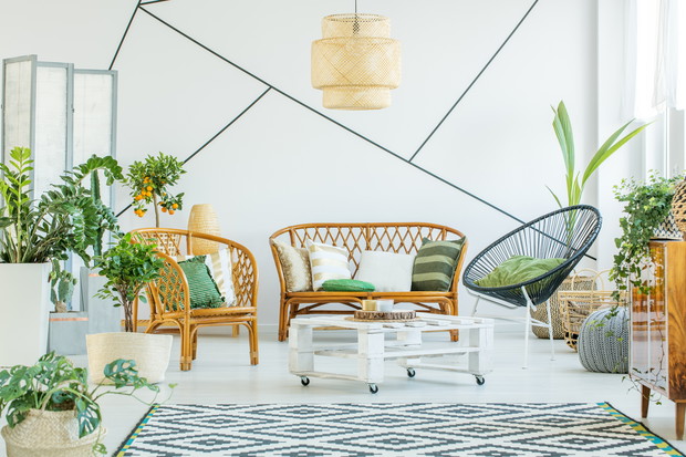 Plants in modern living room