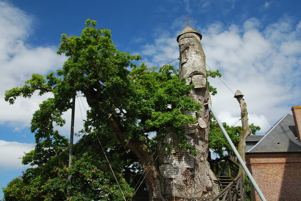 Chêne-chappelle d'Allouville, Pays de Caux,Normandie