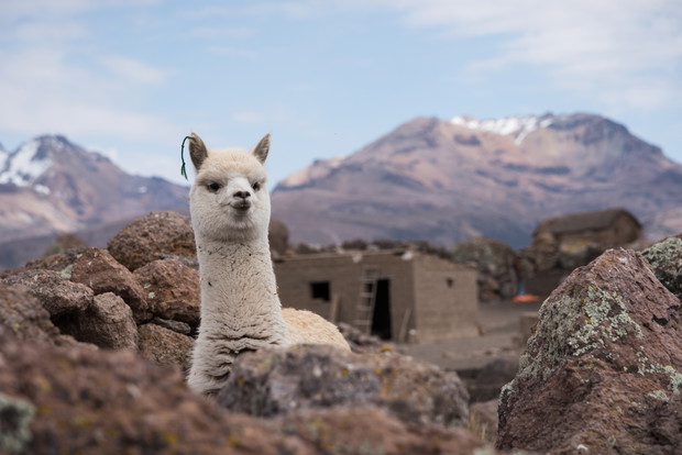 Alpaca Portrait against mountains.