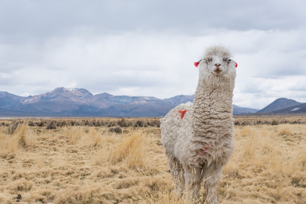 Curious llama