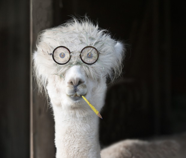 Genius alpaca with glasses and a pencil