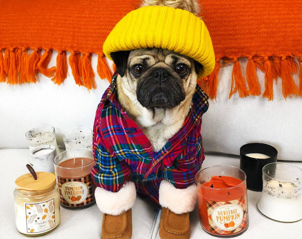 pug2