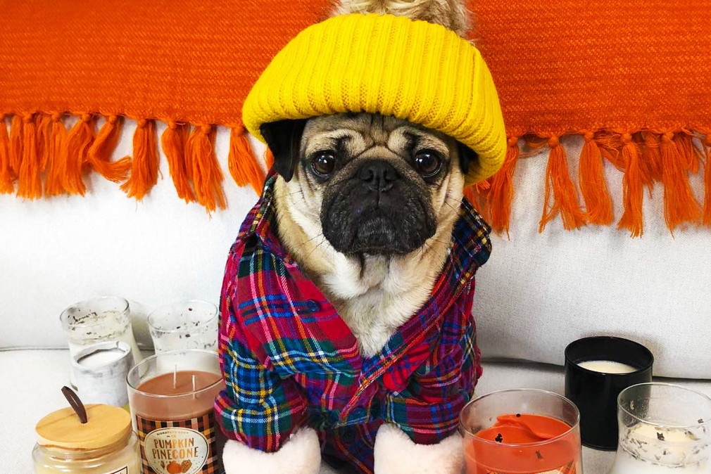 pug2