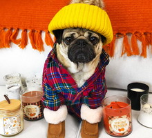 pug2
