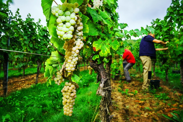People working on vendange, vine harvest.