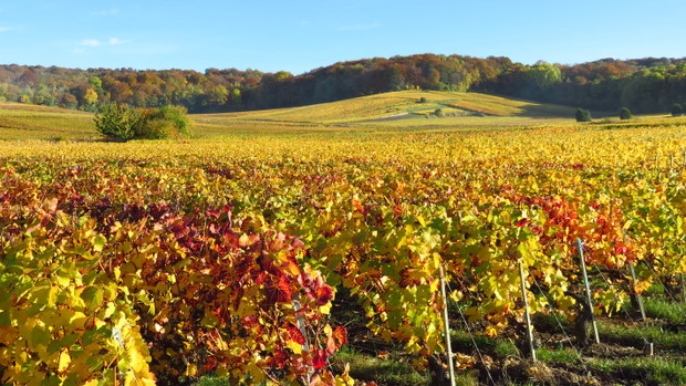 Vigne en automne en Champagne (France)