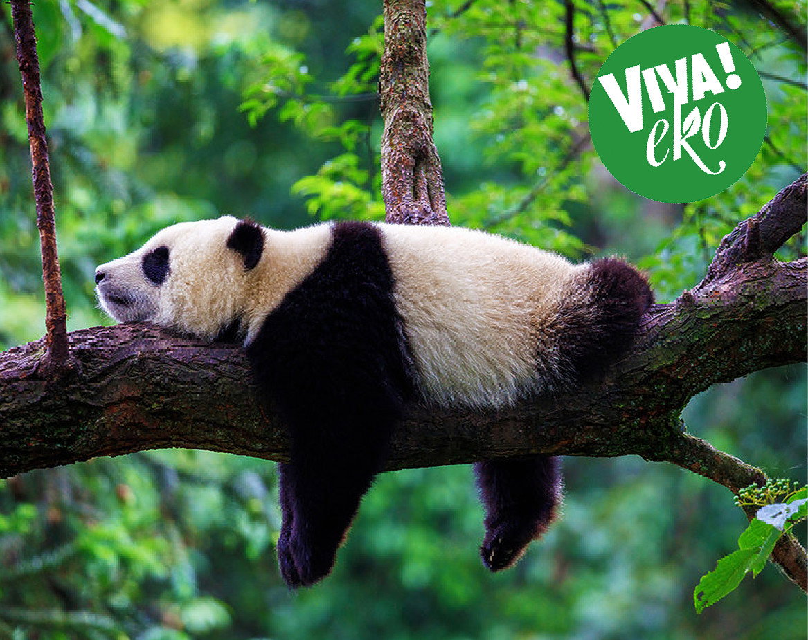 panda2