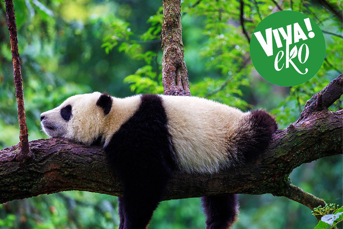 panda2