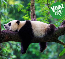panda2