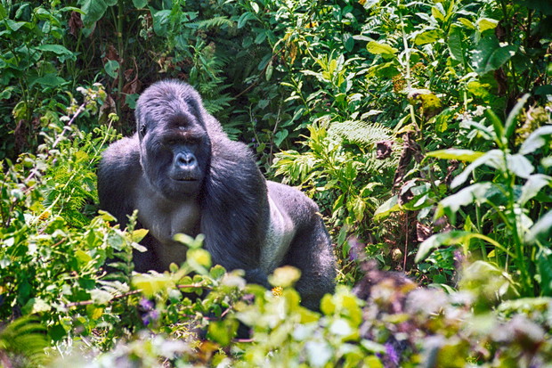 Mountain gorilla, Volcano National Park, Rwanda