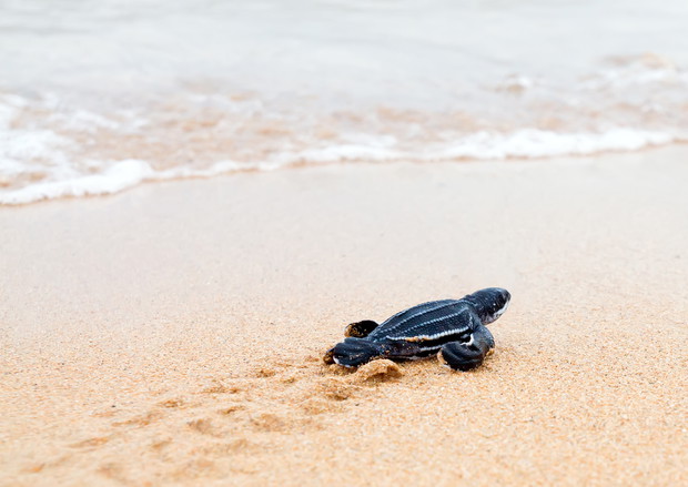 Newly hatched baby  leatherback turtles and its footprint in the