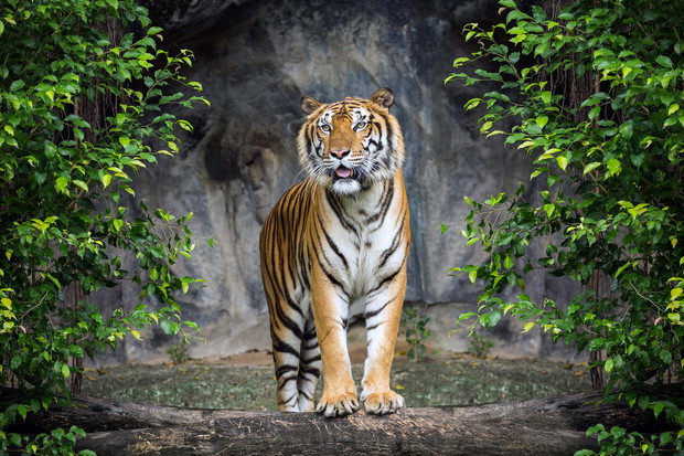 Tiger is standing in the forest atmosphere.