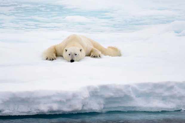 Polar bear lying on ice with snow in Arctic
