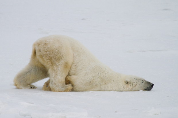 a silly polar bear pushes across the snow on his belly.