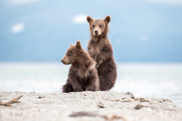 Small cubs playing on the lake