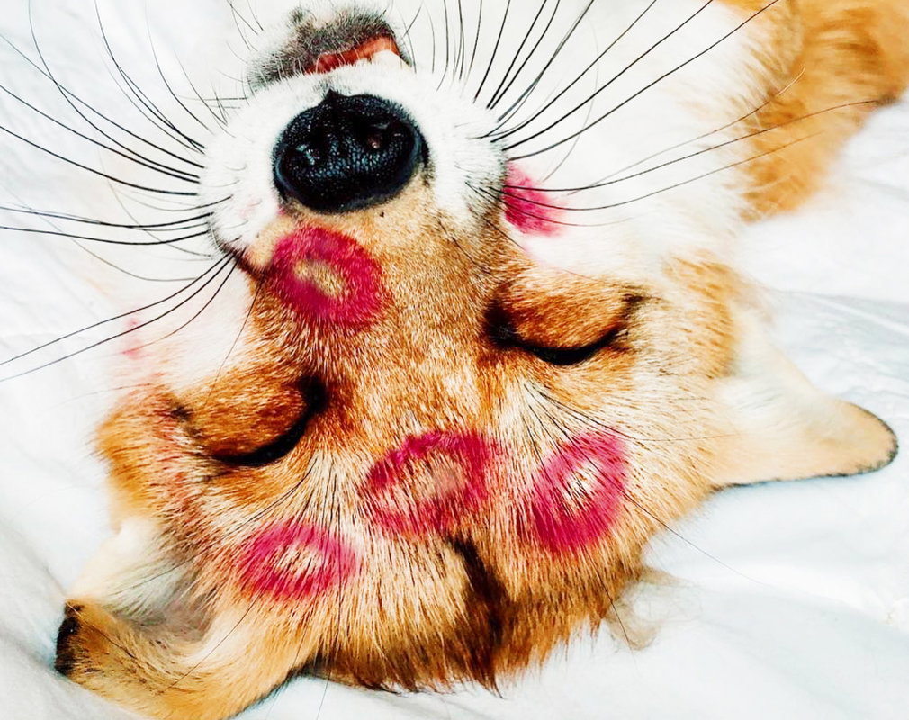 lisek, pet influencer, Juniper Foxx