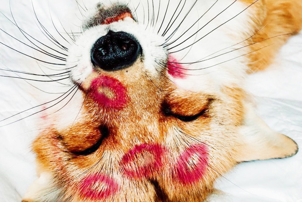 lisek, pet influencer, Juniper Foxx