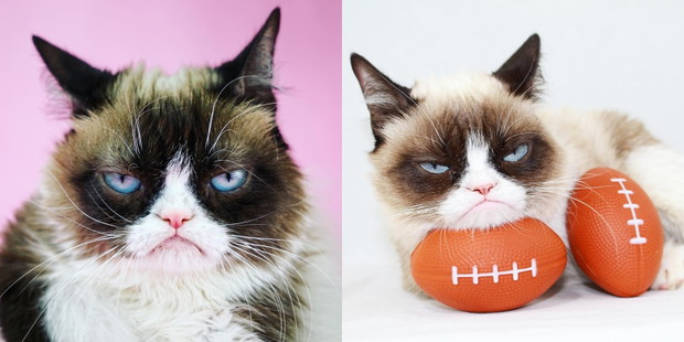 Grumpy Cat