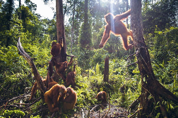 Sierociniec dla orangutanůw