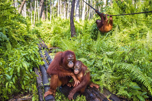 Sierociniec dla orangutanůw