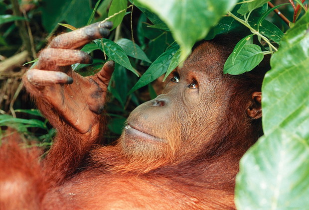 MAR-113 Borneo Orangutan - female Sepilok Sanctuary reserve - Sabah - Borneo - Malaysia Pongo pygmaeus Thomas Marent