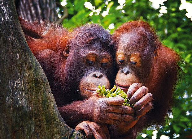 Pair of Orang Utans