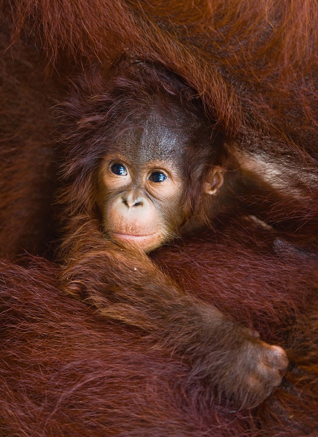 Portrait of a baby orangutan. Close-up. Indonesia. The island of