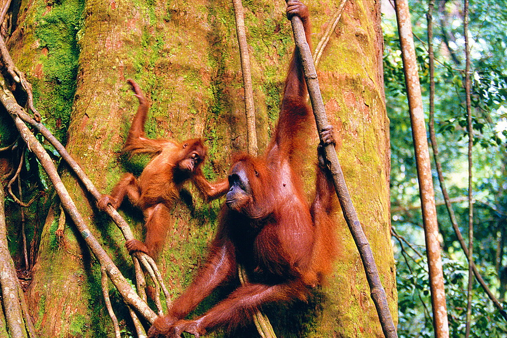 orangutany