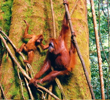 orangutany