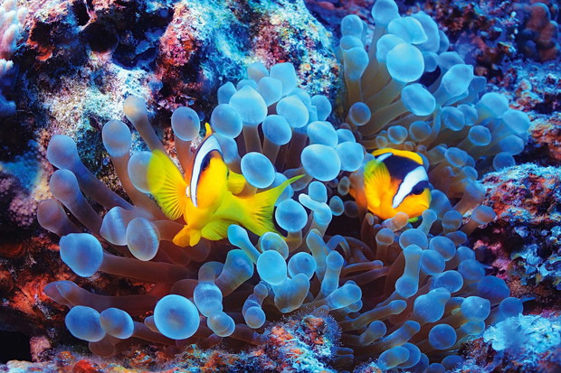 anemone fish, clown fish, underwater photo