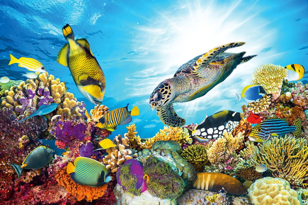colorful coral reef with many fishes and sea turtle