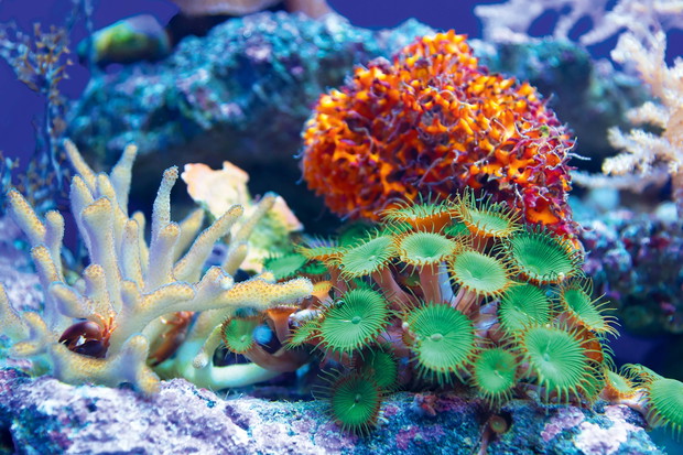 Coral Reef