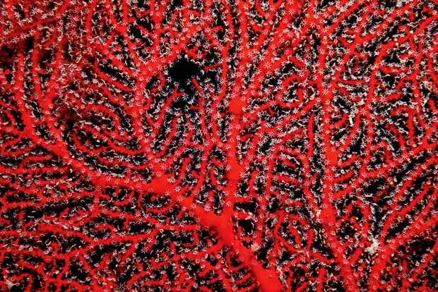 Red Hickson's Fan / Rote Gorgonie