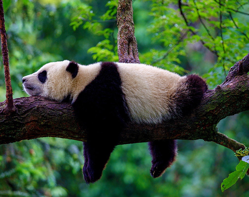 panda2