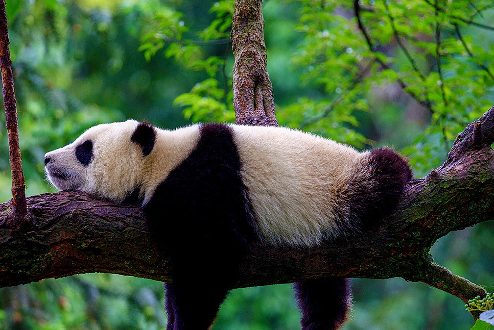 panda2