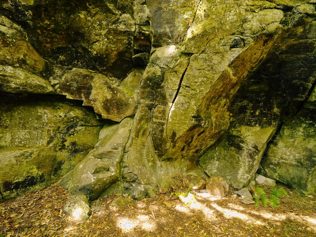 Zarza and Zarcita, La palma