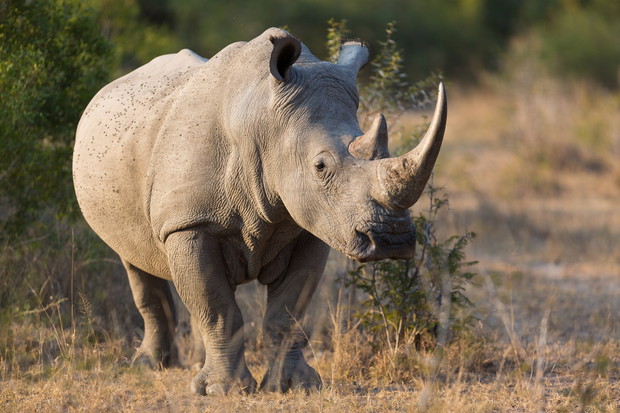 White Rhino