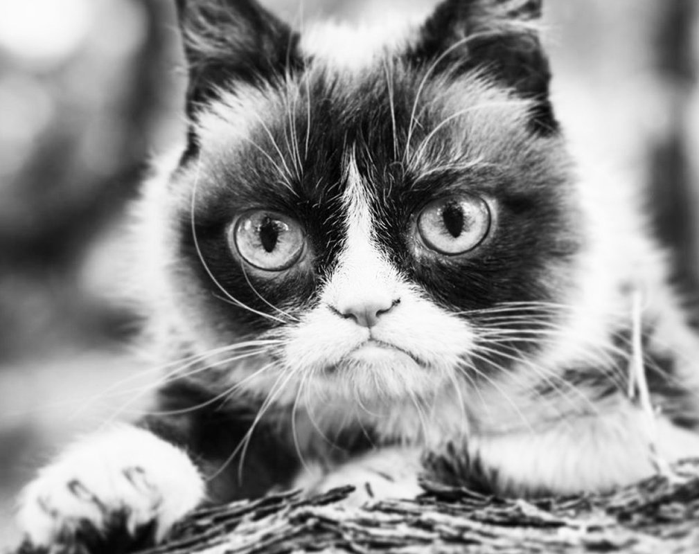 grampycat2