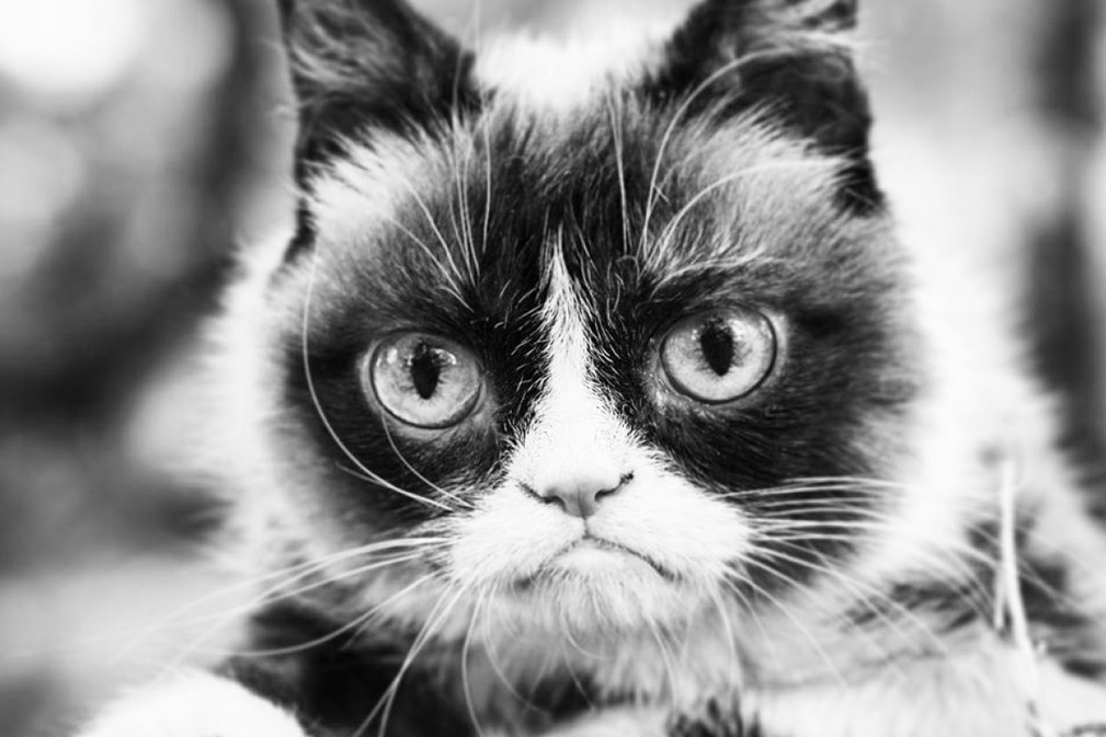 grampycat2