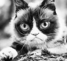 grampycat2