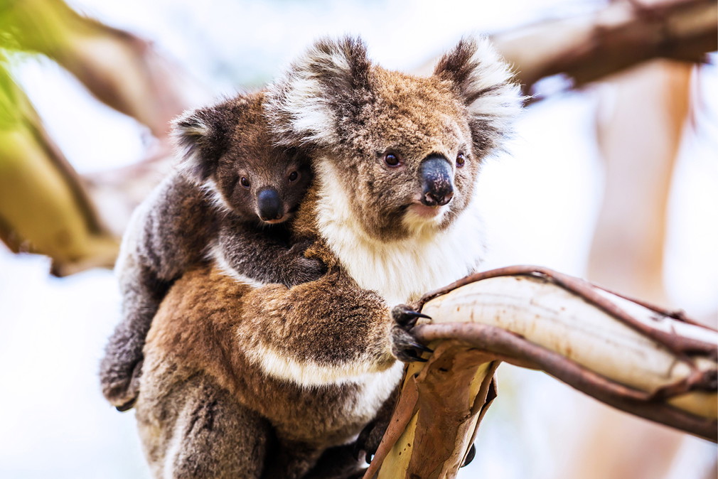 koalaaa2