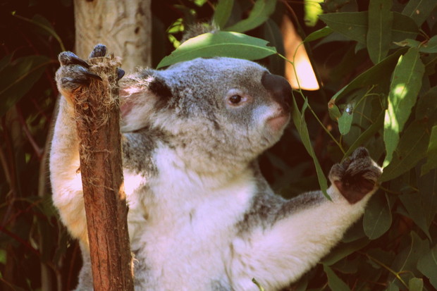 Koala bear