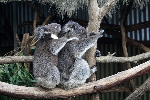 Koala