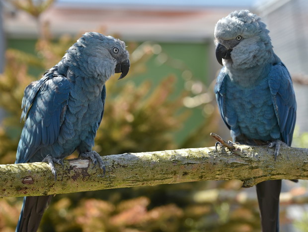 GERMANY-ANIMALS-SPIXS MACAW