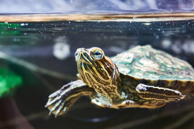 Small red-eared turtle in water