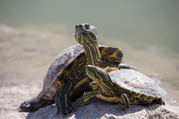Two Turtles Together