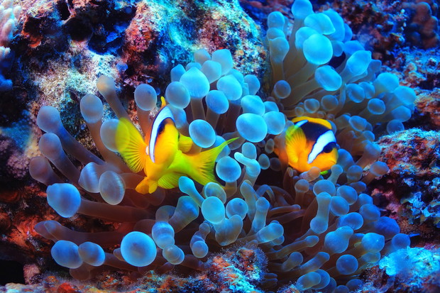 anemone fish, clown fish, underwater photo